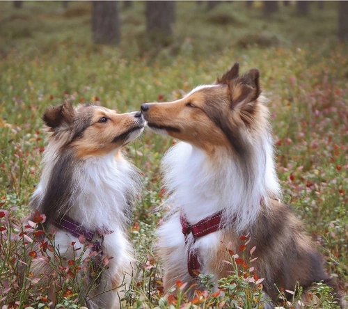 Hurtta Rittering/Casual Y -типа для собачьего сундука работники нелегко вырваться на свободу