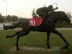 Cưỡi ngựa tốc độ thể thao đua ngựa ngựa số vải tám feet rồng ngựa BCL194501 Môn thể thao cưỡi ngựa