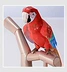Full 68 hướng dẫn sử dụng cha mẹ và trẻ em Mô hình giấy 3D DIY vẹt đỏ chim mô tả Trung Quốc - Mô hình giấy mô hình oto bằng giấy	 Mô hình giấy