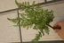 Cỏ Ba Tư xanh mô phỏng thực vật cá vàng cỏ dương xỉ lá nhân tạo hoa nhân tạo hoa nhân tạo xanh trang trí kỹ thuật - Hoa nhân tạo / Cây / Trái cây