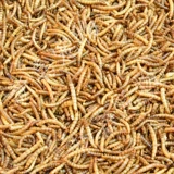 Птичья пища с кристаллом из кристаллического порошка сухой рисунок