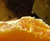 Сотовые меды бесплатная доставка Чистая натуральная ферма самостоятельно, продуктивная дикая земля медовая медовая медовый мед в меде в медах