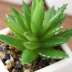 Sáng tạo mô phỏng mọng nước trồng giả xanh xanh trong nhà phòng khách văn phòng bonsai đồ trang trí trang trí nhựa cách trang trí phòng ngủ nhỏ Trang trí nội thất