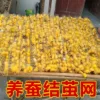 Товары от 蚕农基地