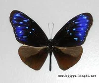 A-Wings-немного маленькие недостатки, инопланетные фиолетовые пятна, образец бабочки-бабочки.