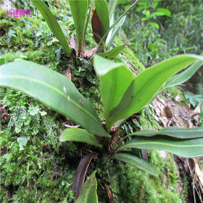 苔藓花卉微景观生态瓶小品盆栽青苔背景植物配景野生大叶石韦