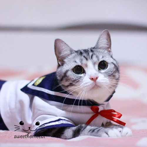 Частный кот домашний животный плюшевая одежда кошачья одежда школа школа школы юбка с моряком