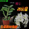 Товары от 广州花无缺有限公司