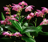 Orchids-yanglan-caicai dendrobium dendrobium-den.kingianum art art dendrobium pragrance