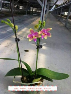 Orchid Phalanopsis Golden Tree Has 35 SEEDLINGS and 10 Yuan