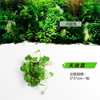 Tianhu 荽/группа