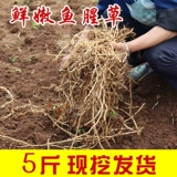 Свежие складные ушные корни, холодное смешивание, проглатывание фестиваля специальных фермеров Гуйчжоу, боковые корни, посадившиеся 5 фунтов, бесплатная доставка Houttuynia cordata