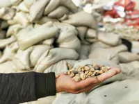 Шанхайский Тонгчэн доставка "Bag Bean Stone" Земля теплый, чтобы найти плоский цементный желтые монстры семя пленки дома украшение