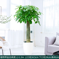 1,2 метра одиночного дерева удачи [Большой водопоглощение талона водяной поглощения]