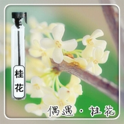 Hương thơm osmanthus ngọt ngào tinh khiết, nước hoa tư nhân, hương thơm nhẹ, hương hoa mềm mại, hương thơm osmanthus tươi mát và thanh lịch