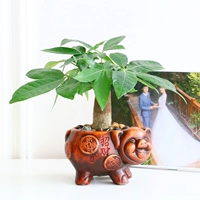 Фортуна дерево горшка растения растения в помещении маленькие бонсайские украшения гостиная хороша для больших состояний, кучи деревьев, цветочных деревьев и деревьев