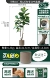 King Kong Tree 170 см дай PP горшок с молоком чай коричневые волосы SF