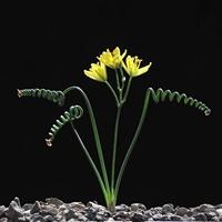 Crazy Spring Grass Septeem 1-1,5 см