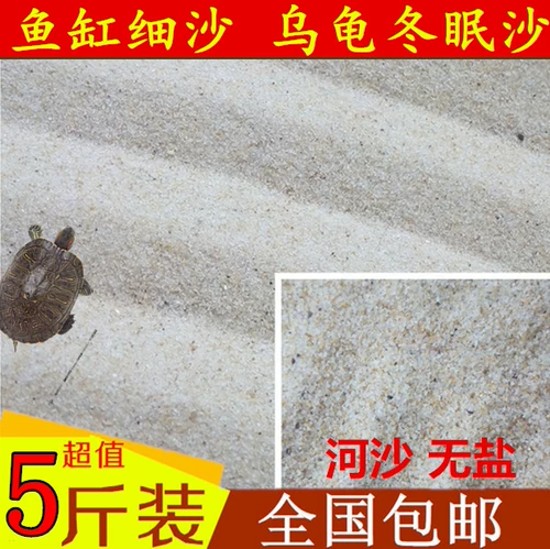 Яйца спячки натуральных черепах, песчаные яйца, песчаная песчаная песчаная песчаная песчаная песчаная почва, вылупление яиц с черепахи