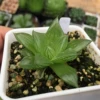 Товары от plant8848