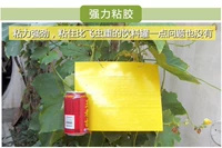 Двойные желтые липкие этикетки, водонепроницаемые желтые наклейки с соблазнительными наклейками, овощные мухи бумажные комары домохозяйство мощная бесплатная доставка