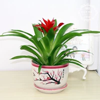 Удачи [счастливых бровей среднего размера]