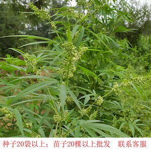 Семена огня Miao Mohma Line Liaoning Pud оценивают высокую легкую легкую живую адаптируйте к широкому высоту