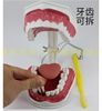 Two times the large mouth cavity (detachable with tongue)