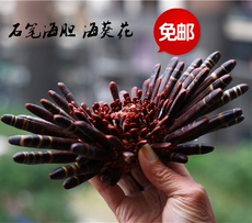 Морская раковина 包邮天然海螺贝壳海葵花海菊花石笔海胆收藏礼品摆件橱窗设计珊瑚