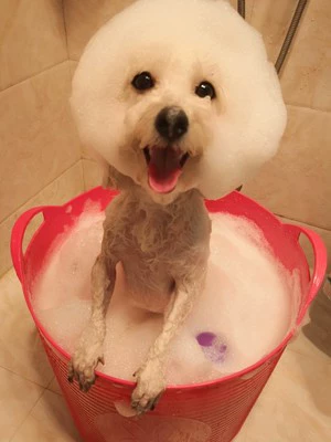 ПЭТ -ванна, собачья кошачья кошка, ванна, ванна Тедди борьба с борьбой