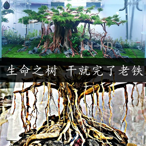 Пакет ландшафтной бак Рыбы Рододендрон корень Мос дерево Таиланд Шенму Бразильское дерево южноамериканское дерево
