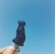 [黑色小狗]