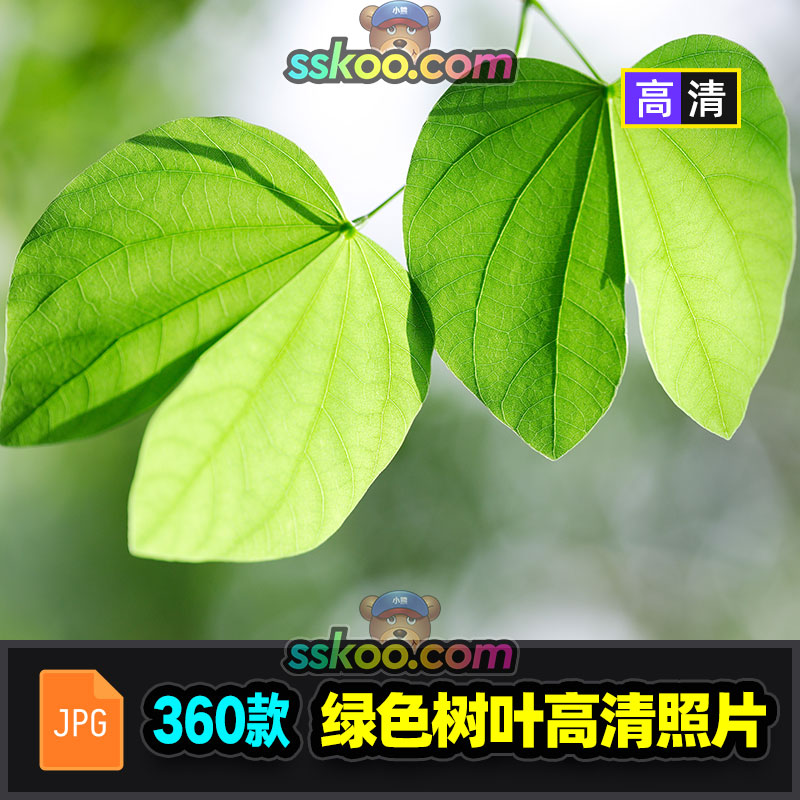 高清植物纹理绿色叶子树叶枫叶落叶风景图片摄影照片背景设计素材