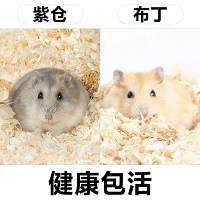 Зиканг+пудинг