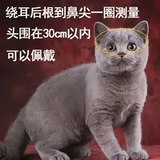 Шлем, маленькая шапка, кот, домашний питомец, кошки и собаки