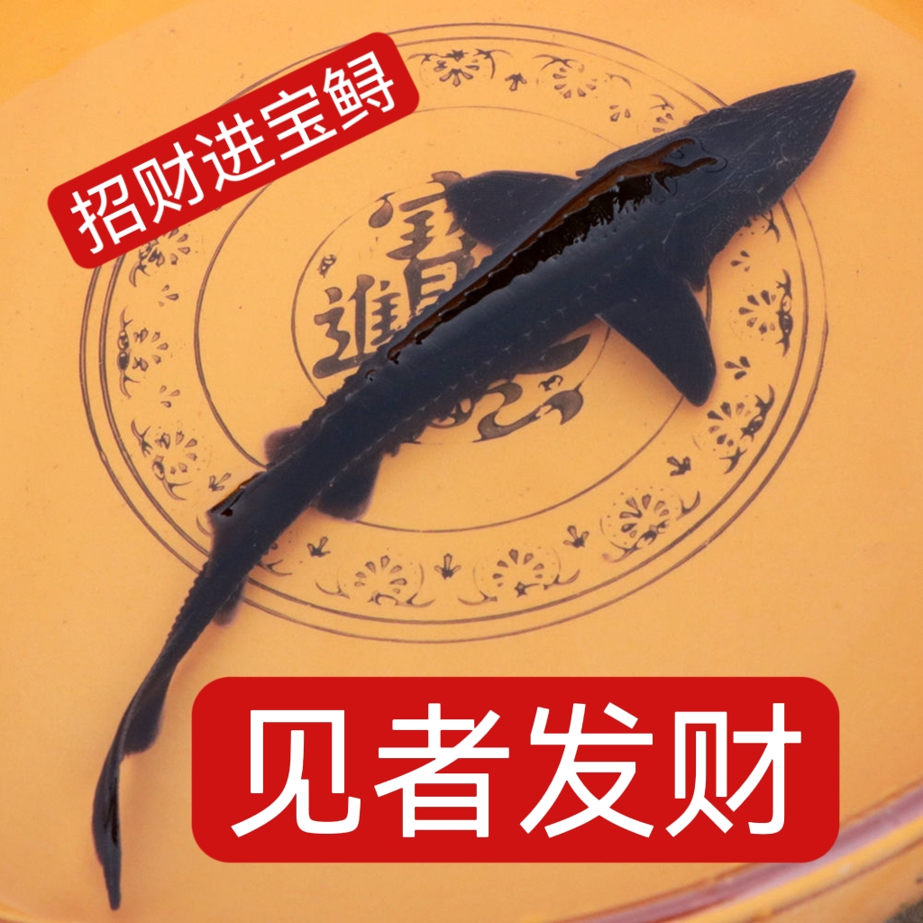长江白鲟被正式宣布灭绝 曾被称“淡水鱼之王”-杂谈君-旅法师营地
