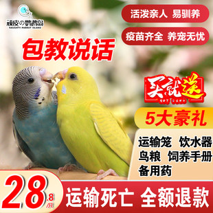 セキセイインコ生き鳥、中小型のしゃべるペット鳥生き鳥、純粋な手で育てられたオウム生き鳥