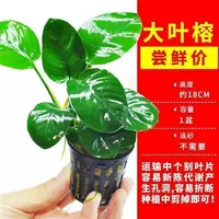 1 Большой лист баньян (посылать чашку с тонущей травой)