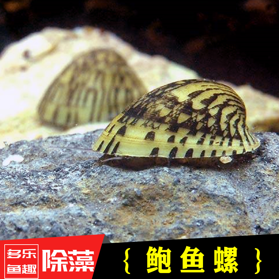 鲍鱼螺\/笠螺\/强力除藻螺\/勤快的草缸清洁螺\/工具螺\/淡水观赏螺-淘宝网