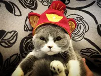 Бога богатства рука (среднее значение подходит для 4-14 кот)