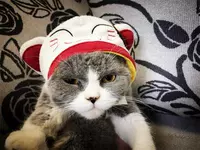 Capital Cat Hood (среднее значение подходит для 4-14 фунтов)