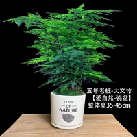 5-летние саженцы Вэньчжу [Перо]