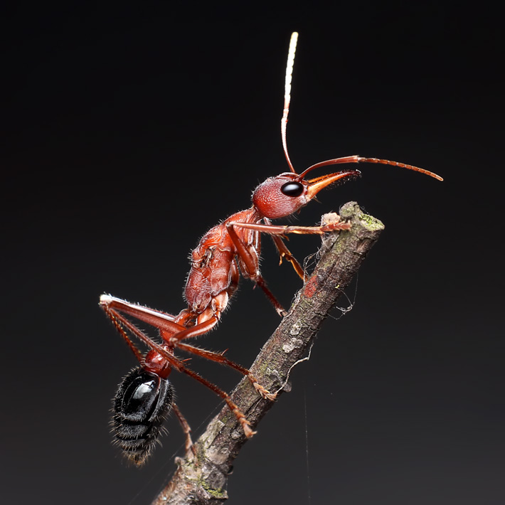 Муравей бульдог. Myrmecia pavida. Муравей бульдог матка. Myrmecia pavida, 30-40 мм. Муравей бульдог Размеры.