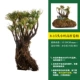 8-15 Labor Leaf Leaf High Rod Cypress Cypress