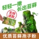 MSI MOSS SPORE POODGE 20G