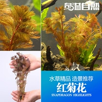 Qi Yi Natural Aquarium 10 Красные хризантемы/групповые пейзажи Аквариум Аквариум Аквариум Аквариум создает водяную волну
