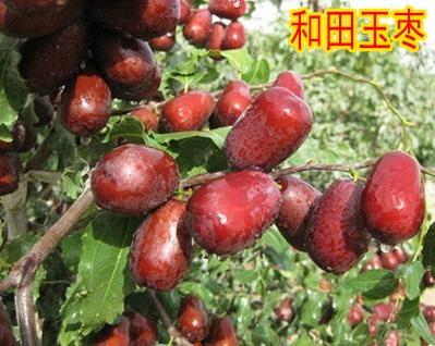 [Jujube tree live seedling grafted seedling with fruit in year huge Jin-si green jujube planted in courtyard for north south winter jujube seedling]