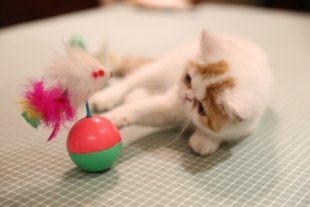 猫クリエイティブインターネット有名人タンブラーぬいぐるみマウスのおもちゃ面白い猫のおもちゃペットのおもちゃ猫はマウスと遊ぶのが大好き