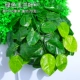 1 зеленый листья магнолии