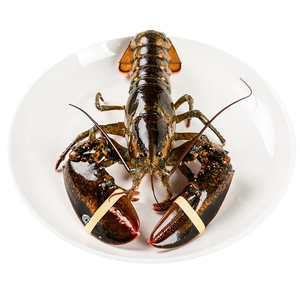 [Суперкрупный продукт из говядины] Свежий бостонский лобстер от 750 г/шт.